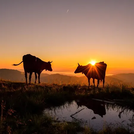 Eiler - 아파트 멜라우