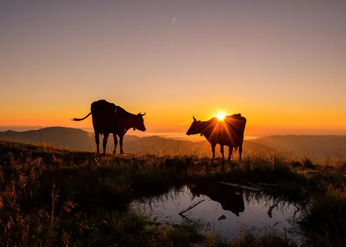 Eiler - Apartment Mellau
